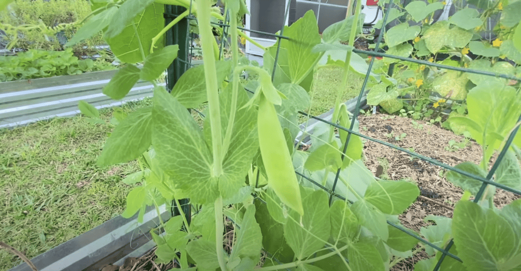 Sugar snap peas